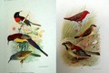 Bộ tranh kỳ thú về các loài chim ở Đông Dương năm 1931