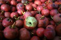 Cực thú vị: Những loại trái cây độc lạ ở đất phương Nam 