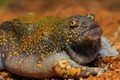 Kỳ quái loài ếch trông như sinh vật ngoài hành tinh: Có đầy ở Việt Nam