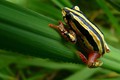 Top 40 loài ếch có màu sắc ấn tượng nhất quả đất (1)