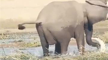 Video: Dại dột tấn công voi con, cá sấu nhận cái kết kinh hoàng