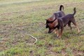 Video: Màn đối đầu kịch tính giữa 2 chú chó và con rắn 