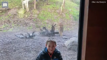 Video: Hổ điên cuồng lao tới vồ bé trai qua cửa kính và cái kết 