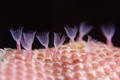 Tận mục thế giới kỳ bí của các loài động vật hình rêu