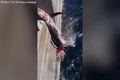 Video: Ngư dân chiến đấu với cá mập để giành cá kiếm