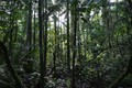 Lạc trong rừng Amazon suốt 1 tháng, sống sót nhờ ăn giun, uống nước tiểu