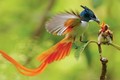 Ngẩn người ngắm vẻ đẹp của chim thiên đường đuôi phướn Việt Nam