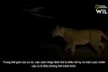 Video: Sư tử bỏ mạng, bị linh cẩu xé xác