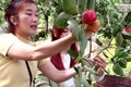 Video: Đến xứ D’ran ‘bắt trend’ cắm cành quả hồng