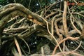 Cây cổ thụ uốn éo như rắn, được “phong thần” ở Thảo Cầm Viên Sài Gòn