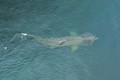 Phát hiện cá mập có thân hình quái dị ở bờ biển Burghead