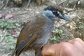 Loài chim tái xuất hiện sau 170 năm, chuyên gia lo sợ đợt tuyệt chủng mới?