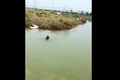 Chó nhảy xuống nước bắt vịt và cái kết bất ngờ 