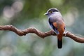 Chiêm ngưỡng 5 loài chim mỏ rộng cực đẹp của Việt Nam 