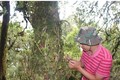 Cây chè cổ thụ ngàn năm sản sinh loại trà đắt nhất Việt Nam