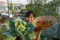 Nhóm bạn rủ nhau làm vườn sân thượng “chẳng thiếu gì” ở Quảng Nam