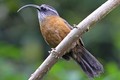 Điểm danh các loài chim khướu mỏ cong độc lạ của Việt Nam