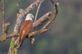 Việt Nam có loài chim săn mồi đỉnh cao: Vẻ ngoài đẹp như tượng tạc