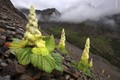 Sự thật bất ngờ loài cây “400 năm nở hoa một lần” trên Himalaya