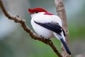 Đã mắt trước vẻ đẹp kỳ diệu của các loài chim di châu Mỹ