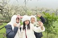 Rừng hoa mận trắng tinh khôi trên cao nguyên Mộc Châu