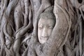 Giải mã tượng Phật ẩn mình trong rễ cây 700 năm tuổi 