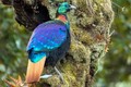 Ngẩn người ngắm loài chim đẹp nhất dãy Himalaya 