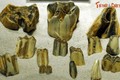 Hóa thạch quý hơn vàng của các loài thú cổ sống ở Việt Nam