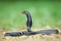 Những loài rắn hổ cực độc sống ở Việt Nam, chớ dại đến gần