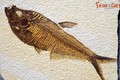 Tận mục bộ sưu tập cá hóa thạch độc nhất Việt Nam