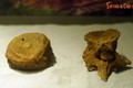 Soi bộ sưu tập hóa thạch khủng long có 1-0-2 ở Hà Nội