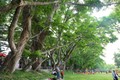 Điều đặc biệt của 9 cây sưa vừa trở thành Cây di sản Việt Nam