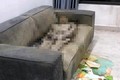 Cô gái tử vong trên sofa: Phát hiện bất ngờ về lớp đệm ghế