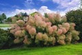 Loài cây độc lạ nhất hành tinh, “bốc khói” khi hoa nở