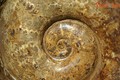 Soi hóa thạch khổng lồ đẹp như tác phẩm nghệ thuật ở Hà Nội