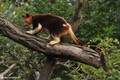 Lạ lùng loài chuột túi sống trên cây, trèo leo như khỉ