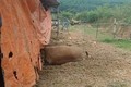 Hà Tĩnh: Nông dân khóc ròng vì đàn bò lăn ra chết bất thường