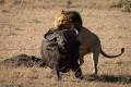 Xót xa trâu rừng mang thai trơ trọi đối đầu bầy sư tử