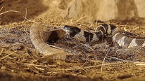 Video: Rắn vua 'xơi tái' rắn đuôi chuông nhờ tuyệt chiêu lợi hại