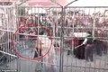 Video: Đang biểu diễn xiếc, hổ xổng chuồng cắn hai khán giả nhí bị thương