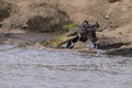 Video: Cái kết ngạc nhiên cho cuộc chiến cá sấu và linh dương đầu bò