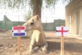 Video: Lạc đà “tiên tri” kết quả bất ngờ trận Anh - Croatia