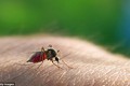 Khuyến cáo lây nhiễm virus Zika qua đường tình dục lan rộng