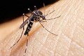 9 người tử vong tại Lào do nhiễm virus Dengue từ muỗi