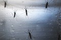 Virus Zika đang lan rộng sang các nước châu Á