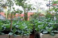 Vườn rau trên sân thượng cho 4 gia đình ở Hà Nội