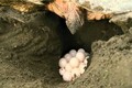 Điều kinh ngạc về rùa biển Ninh Thuận khiến bạn sửng sốt