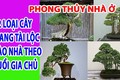 Video: 12 loại cây mang tài lộc vào nhà theo tuổi của gia chủ