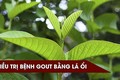 Video: Mách bạn cách chữa bệnh gout hiệu quả bằng lá ổi non