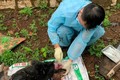 4 người đi đường bị chó cắn gây thương tích ở Đắk Lắk